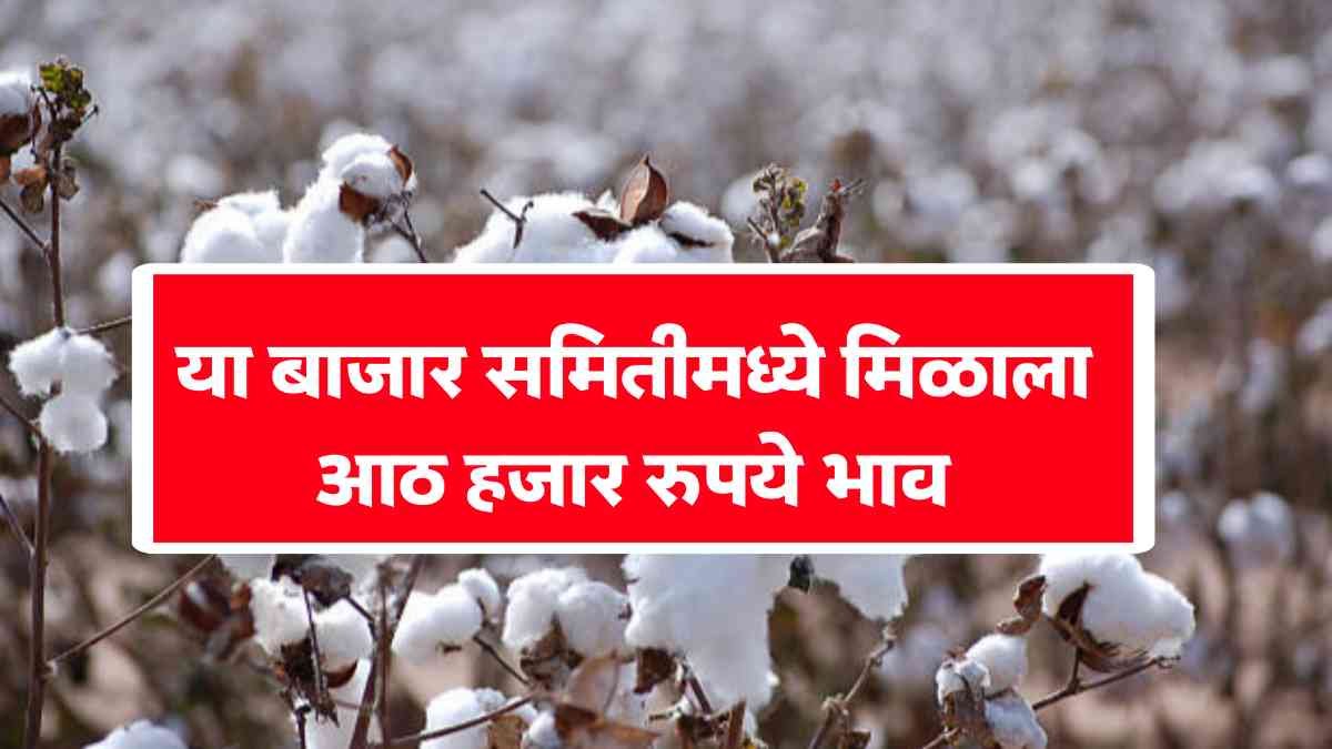 Today Cotton Rate in Maharashtra
