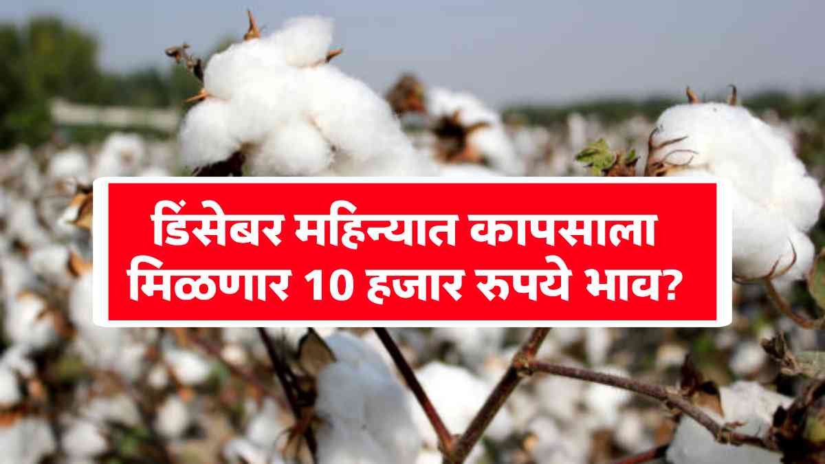 Cotton market price