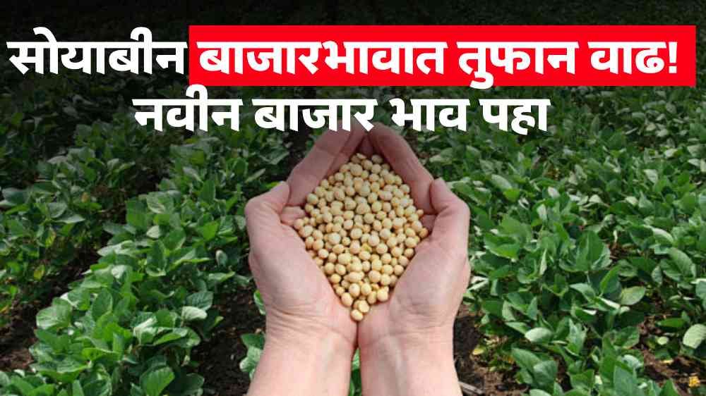 Soybean market Price