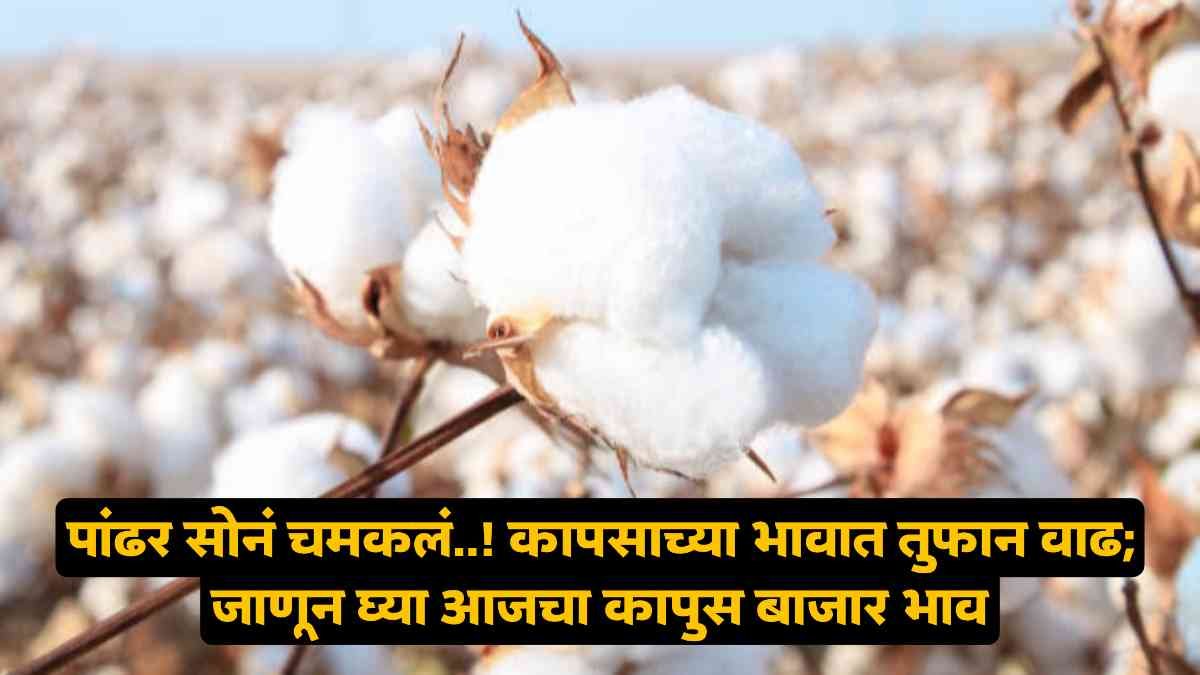 Cotton Market Price